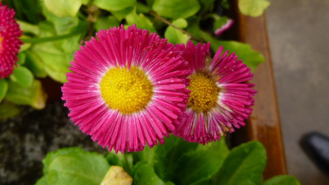 [Foto de planta, jardin, jardineria]