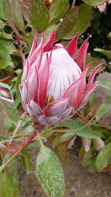 [Foto de planta, jardin, jardineria]