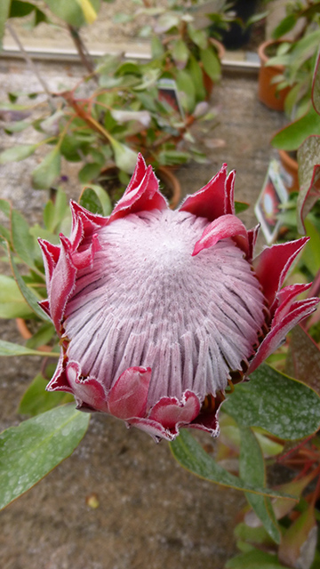 [Foto de planta, jardin, jardineria]