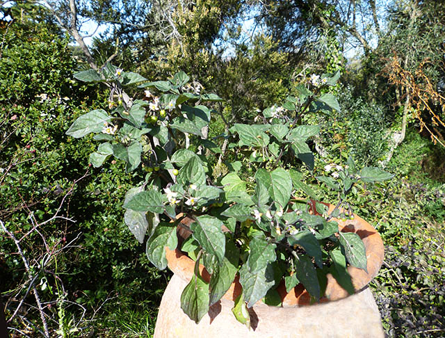 [Foto de planta, jardin, jardineria]