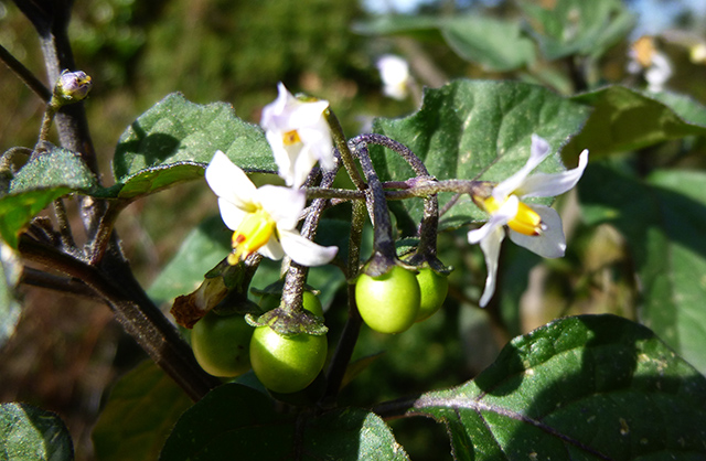 [Foto de planta, jardin, jardineria]