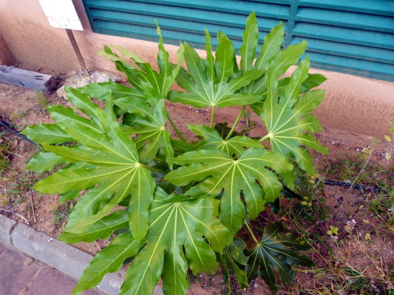 [Foto de planta, jardin, jardineria]