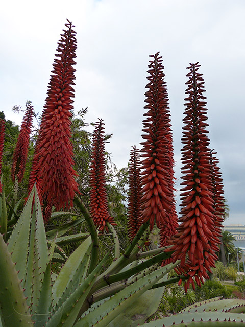 [Foto de planta, jardin, jardineria]