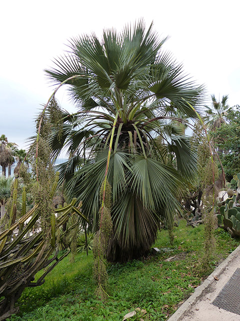 [Foto de planta, jardin, jardineria]