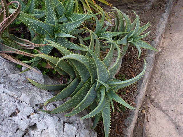 [Foto de planta, jardin, jardineria]