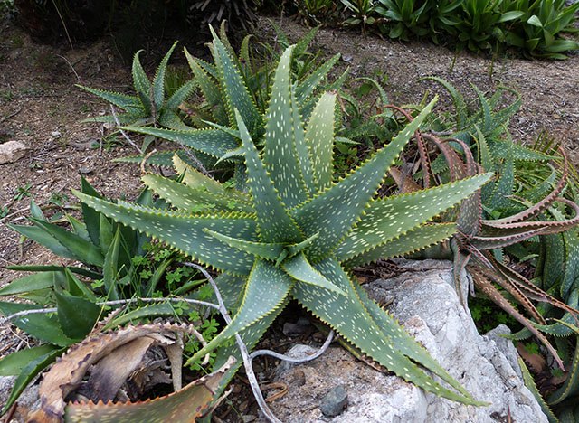 [Foto de planta, jardin, jardineria]