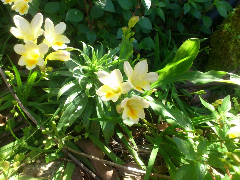 [Foto de planta, jardin, jardineria]