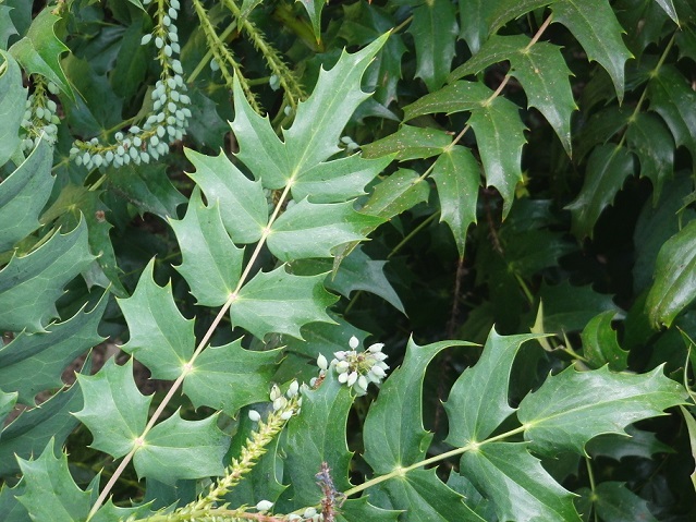 [Foto de planta, jardin, jardineria]