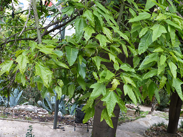 [Foto de planta, jardin, jardineria]