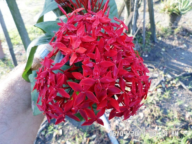 [Foto de planta, jardin, jardineria]