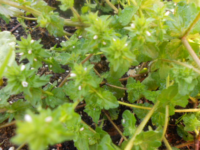 [Foto de planta, jardin, jardineria]