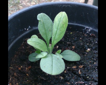 [Foto de planta, jardin, jardineria]