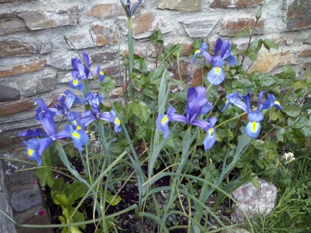 [Foto de planta, jardin, jardineria]