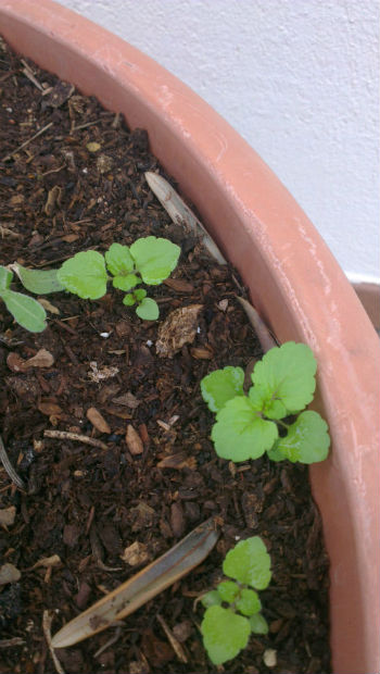 [Foto de planta, jardin, jardineria]