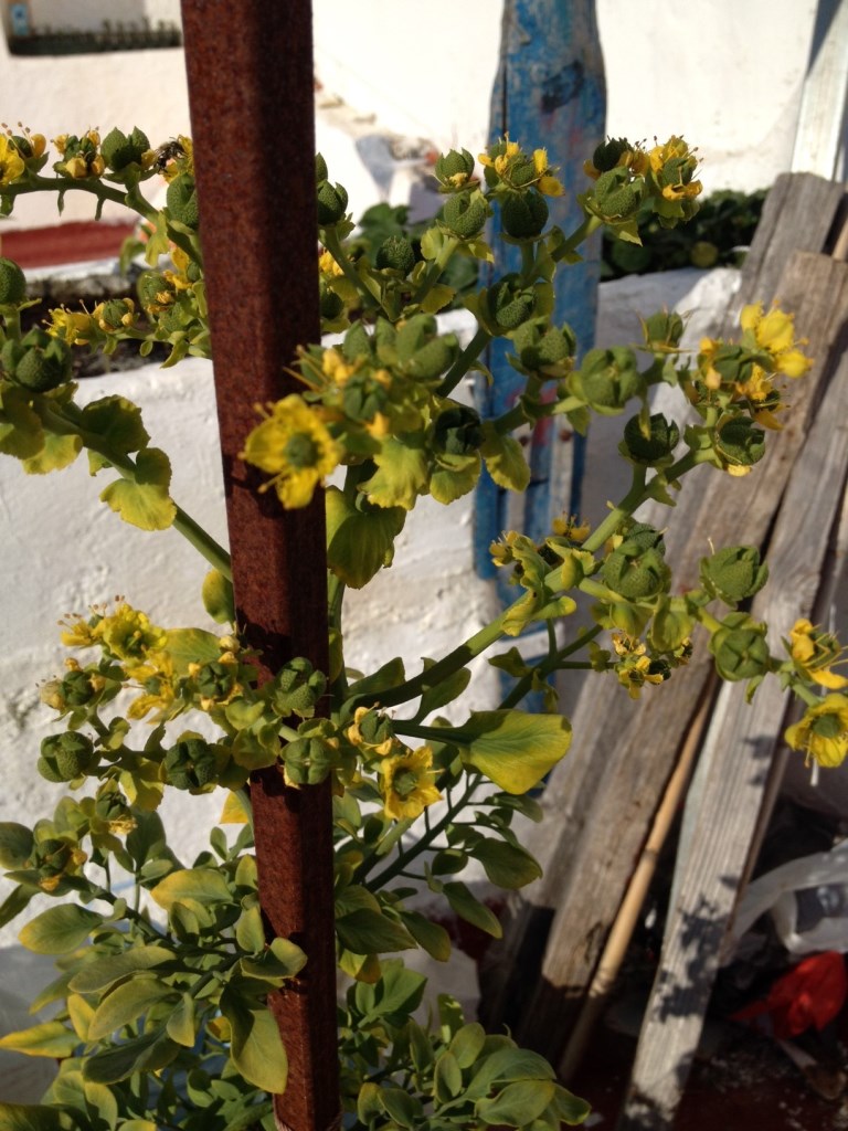 [Foto de planta, jardin, jardineria]