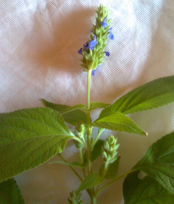 [Foto de planta, jardin, jardineria]