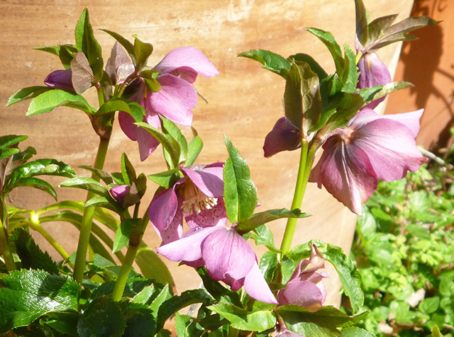 [Foto de planta, jardin, jardineria]