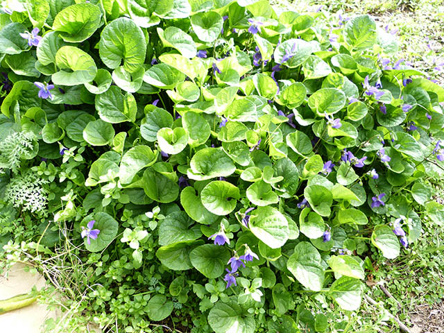 [Foto de planta, jardin, jardineria]