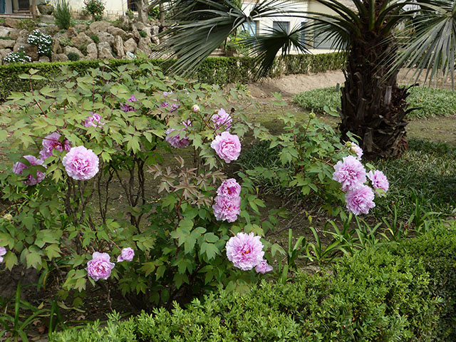 [Foto de planta, jardin, jardineria]