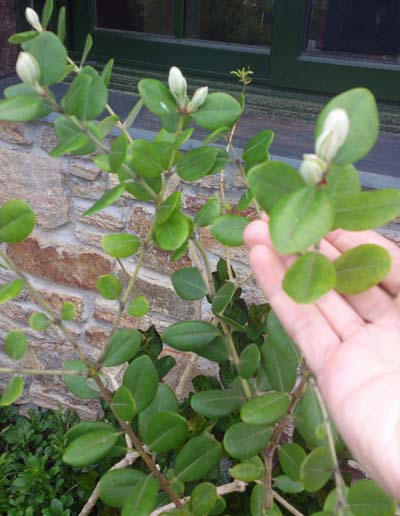 [Foto de planta, jardin, jardineria]