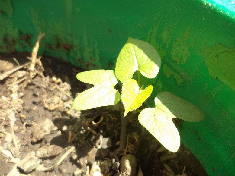 [Foto de planta, jardin, jardineria]