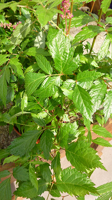 [Foto de planta, jardin, jardineria]