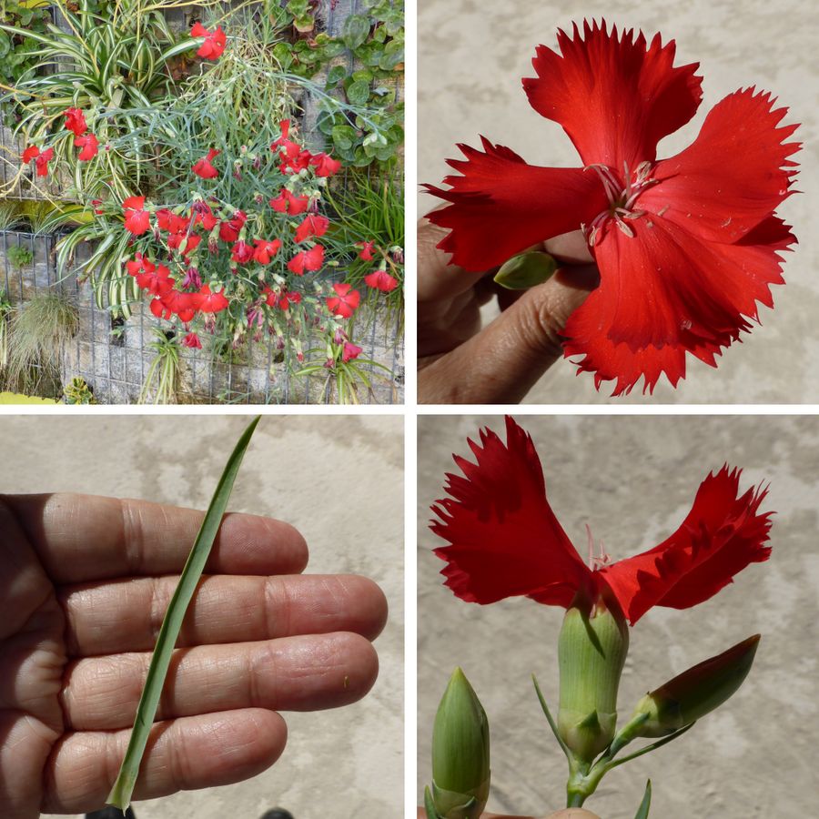 [Foto de planta, jardin, jardineria]