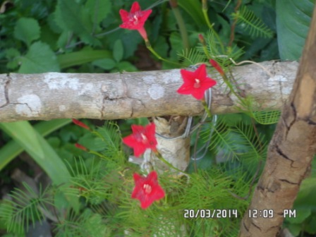 [Foto de planta, jardin, jardineria]