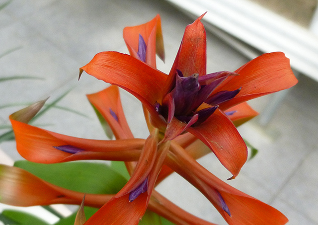 [Foto de planta, jardin, jardineria]