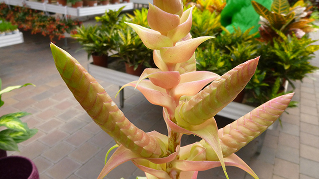 [Foto de planta, jardin, jardineria]