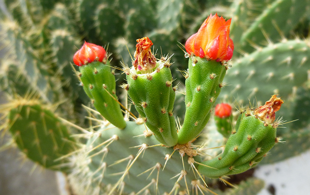 [Foto de planta, jardin, jardineria]