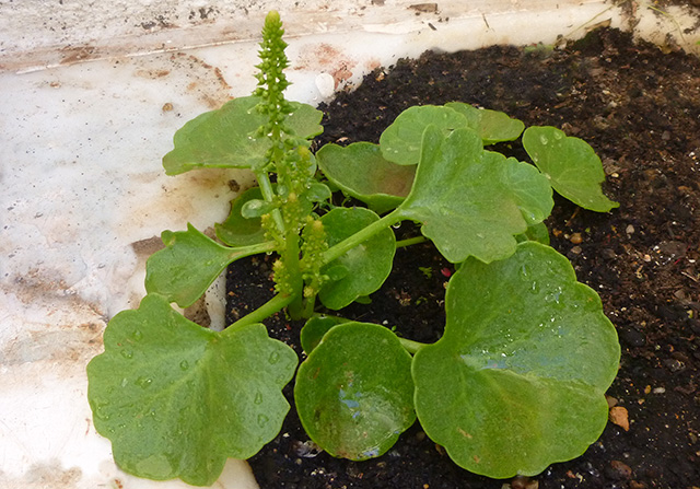 [Foto de planta, jardin, jardineria]