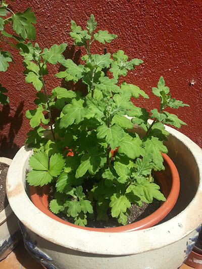 [Foto de planta, jardin, jardineria]