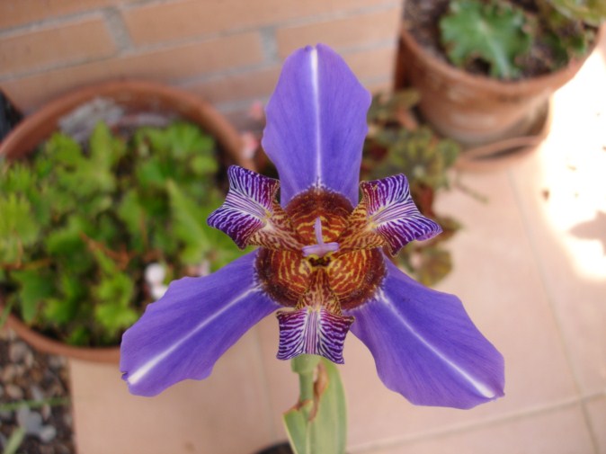 [Foto de planta, jardin, jardineria]