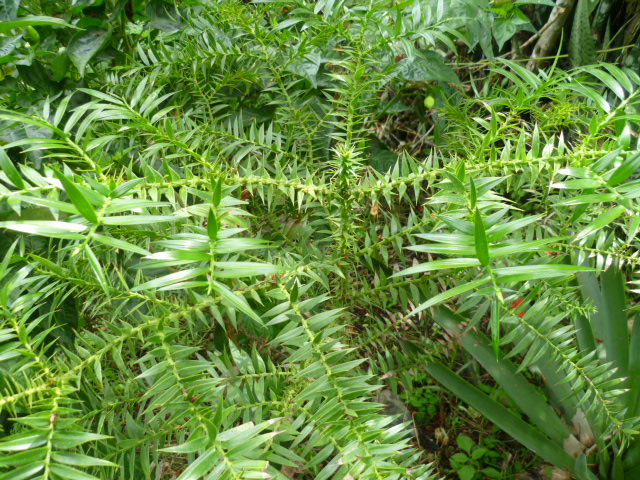 [Foto de planta, jardin, jardineria]