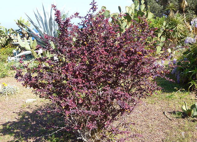 [Foto de planta, jardin, jardineria]