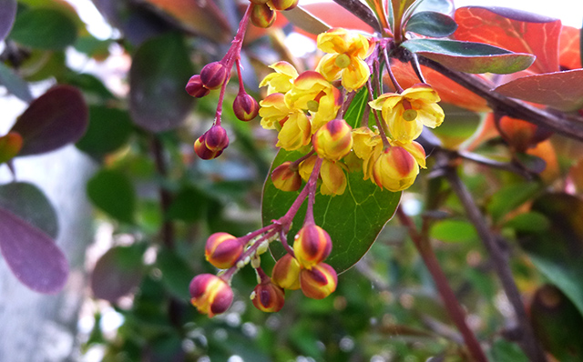 [Foto de planta, jardin, jardineria]