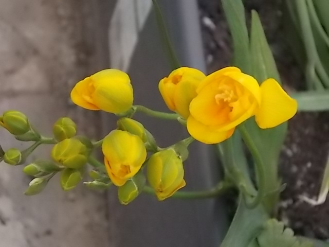 [Foto de planta, jardin, jardineria]