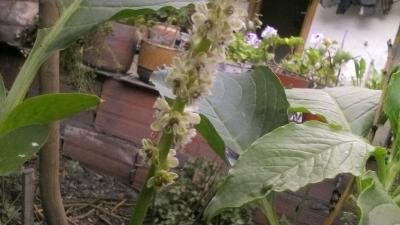 [Foto de planta, jardin, jardineria]