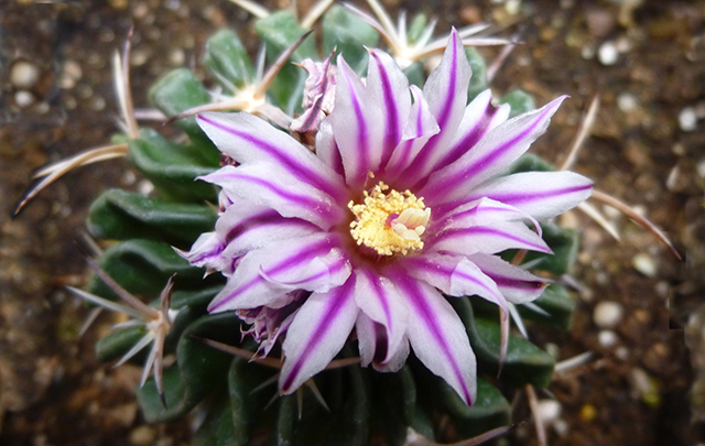 [Foto de planta, jardin, jardineria]