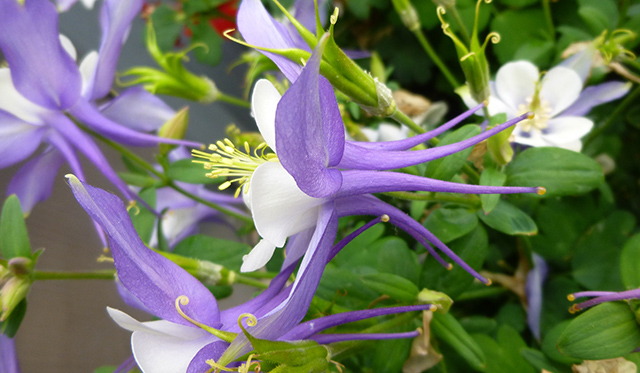 [Foto de planta, jardin, jardineria]