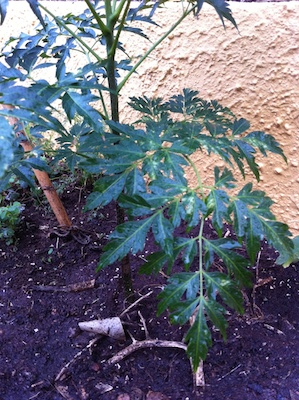 [Foto de planta, jardin, jardineria]