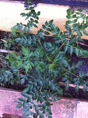 [Foto de planta, jardin, jardineria]