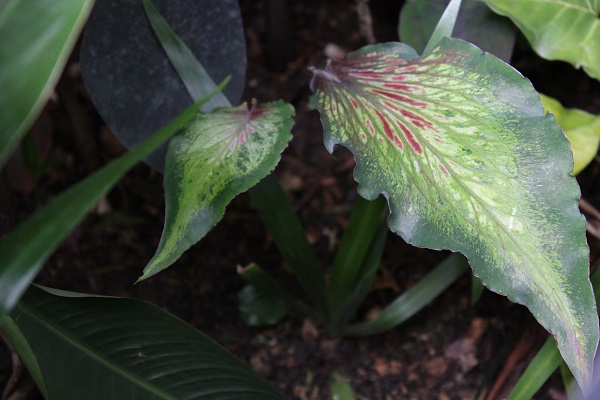 [Foto de planta, jardin, jardineria]