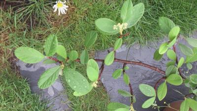 [Foto de planta, jardin, jardineria]