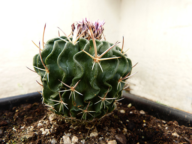 [Foto de planta, jardin, jardineria]