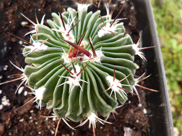 [Foto de planta, jardin, jardineria]