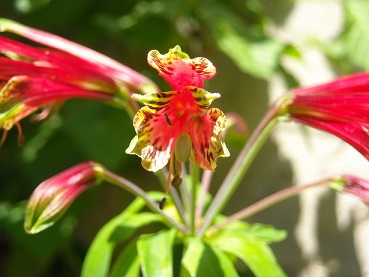 [Foto de planta, jardin, jardineria]