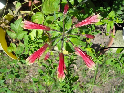 [Foto de planta, jardin, jardineria]