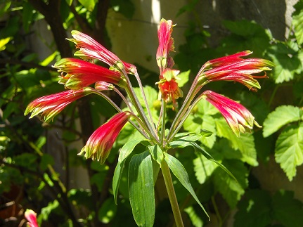 [Foto de planta, jardin, jardineria]